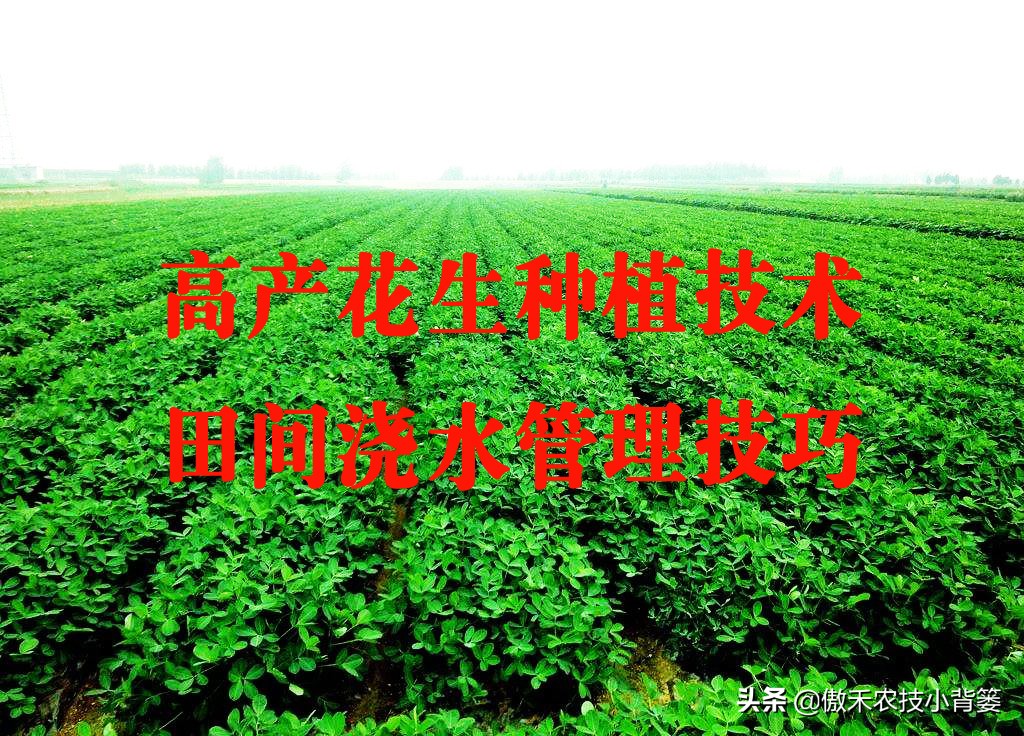花生种植巧浇水，既能促根壮苗棵，又能促进开花结荚多收花生果