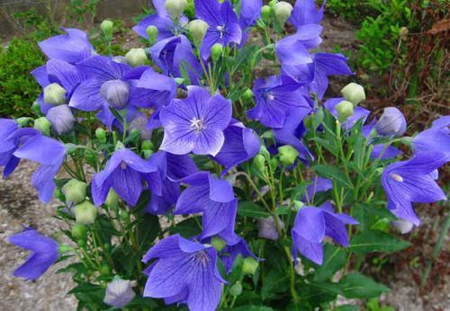 100种野菜大全图解,认识100种野菜视频大全完整版