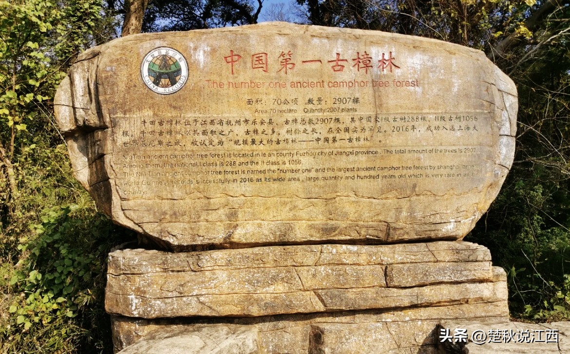 江西樟树第一古樟林,吉尼斯之最古樟树林