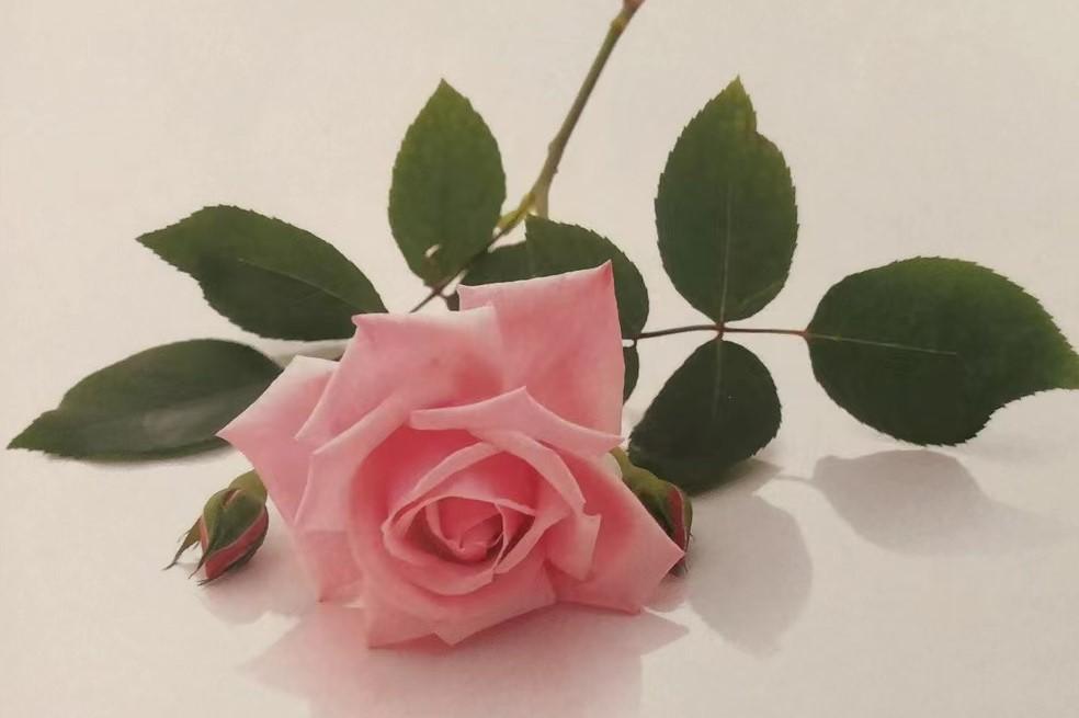 栽培玫瑰花的正确方法,玫瑰花种栽培技术