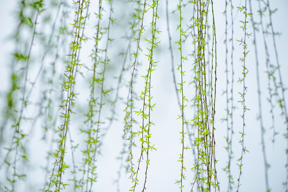 折柳寄情来自哪首古诗词,折柳寄深情