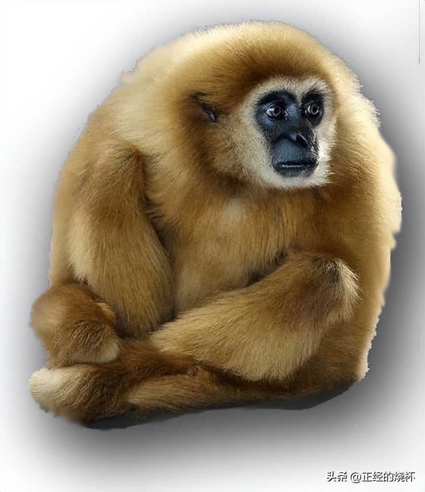 类人猿的身体特征有哪些,类人猿是什么动物