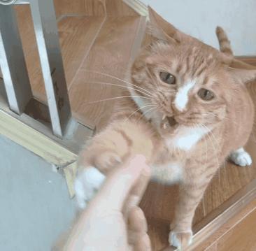 路边捡到流浪猫是什么预兆,路上遇到流浪猫怎么捡回家