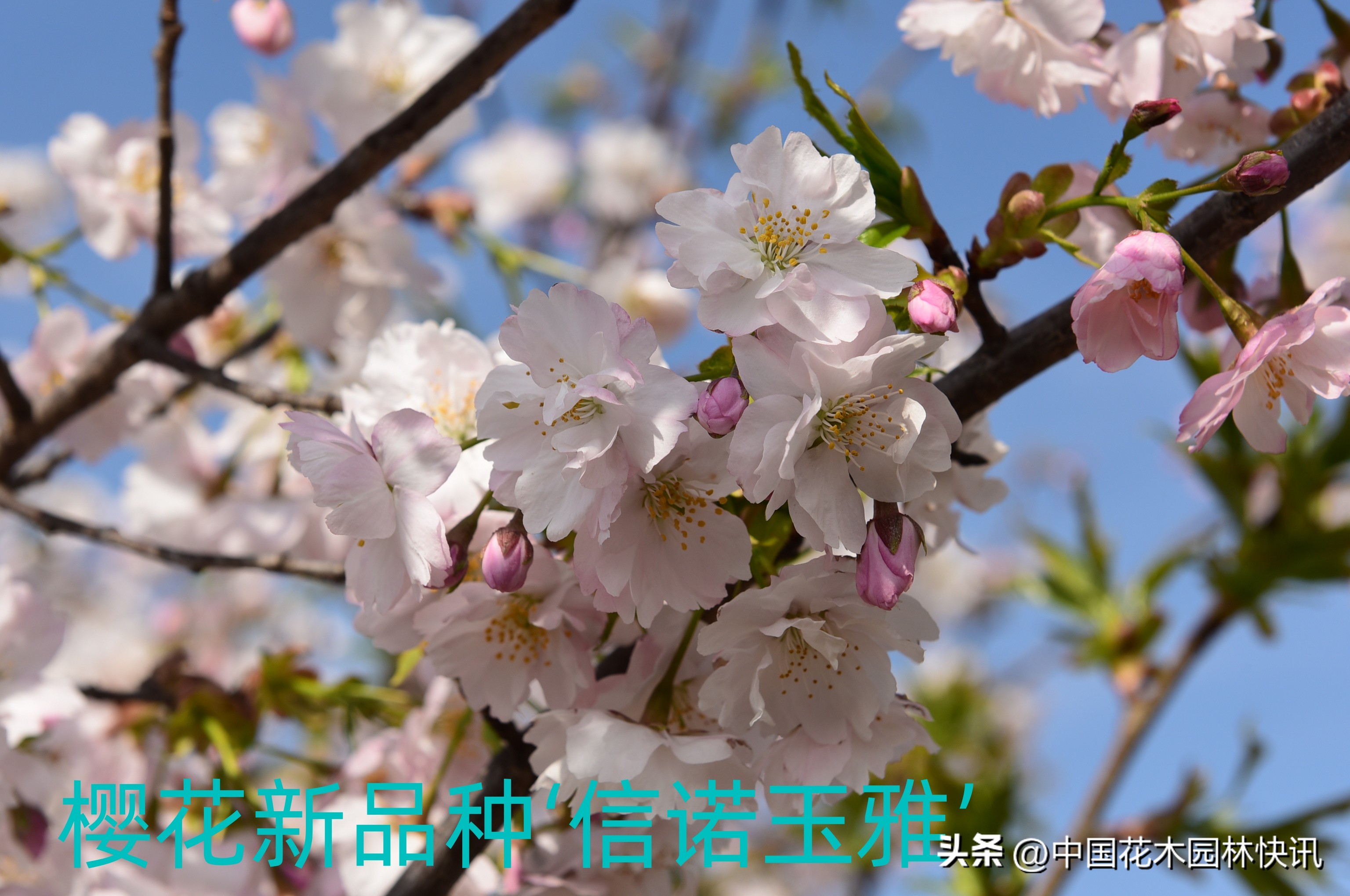 青岛樱桃谷樱花,青岛大崂樱花谷单樱