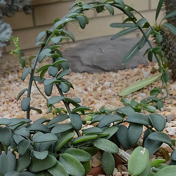 102个大类近500个多肉植物图片，都极其美丽，建议在家中也养一盆