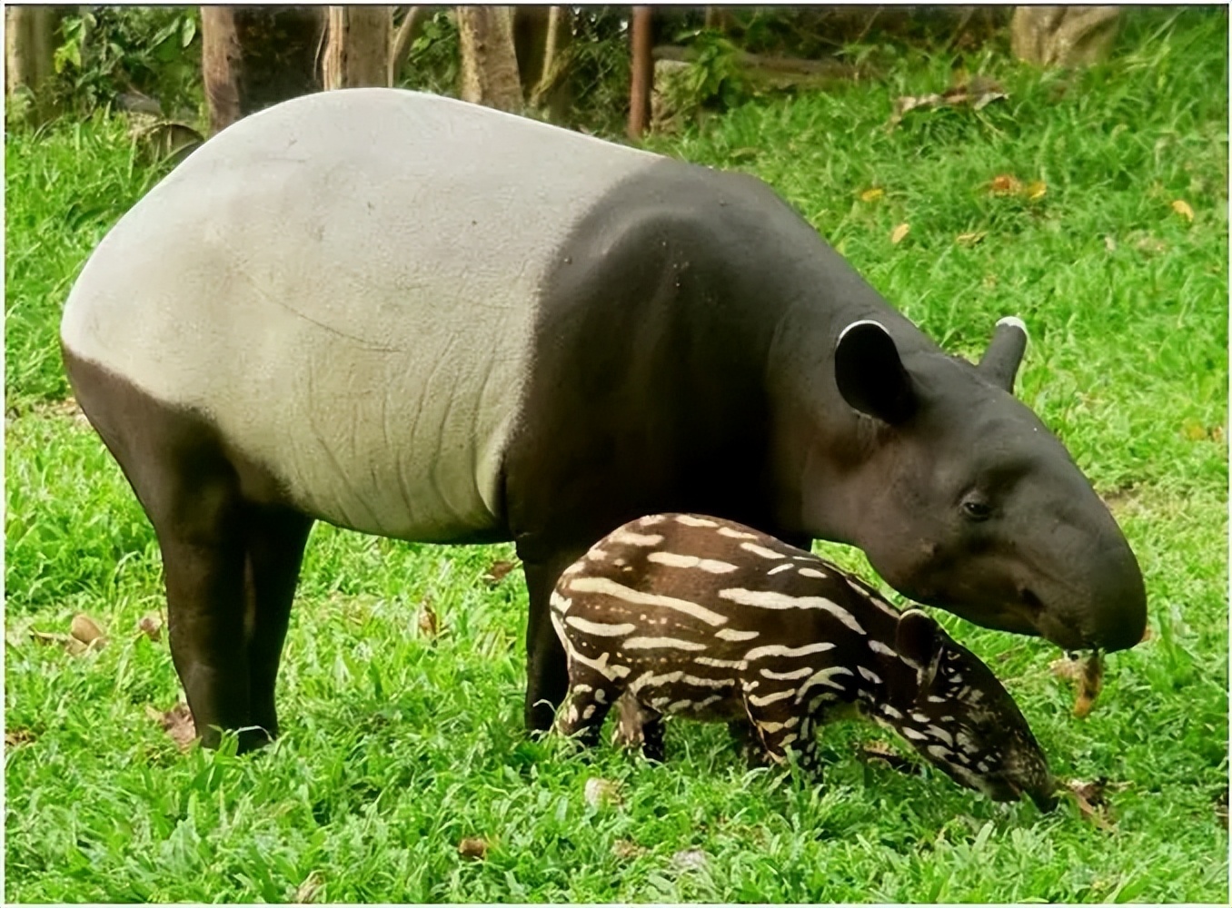 马来貘像什么,马六甲马来貘