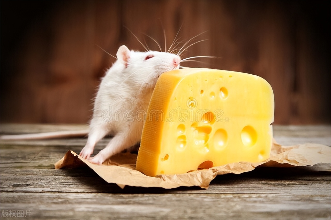 老鼠喜欢吃什么诱饵,引诱老鼠应该放什么吃的