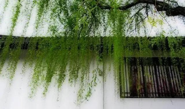 柔丝弄早春,柳枝婀娜醉春风,期盼好事要发生