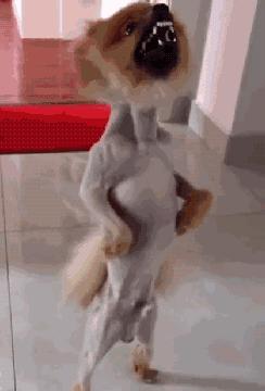 养博美的禁忌和注意事项,养博美怎么防止乱叫