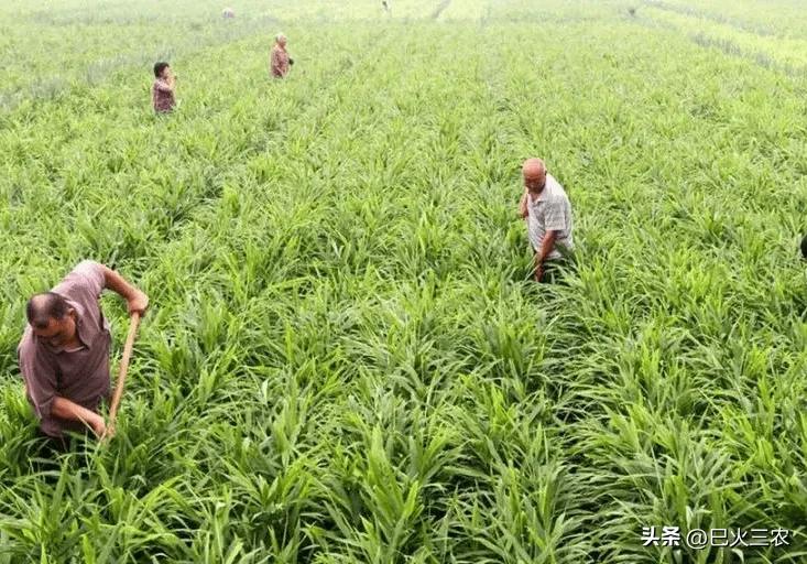 农村耕地回收政策,国家回收耕地多少钱