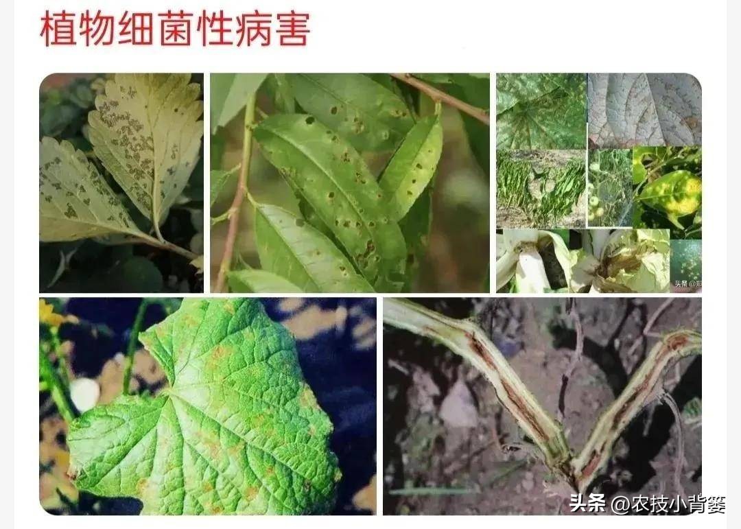 一招教你辨别真菌性病害,作物细菌真菌病毒轻松辨别