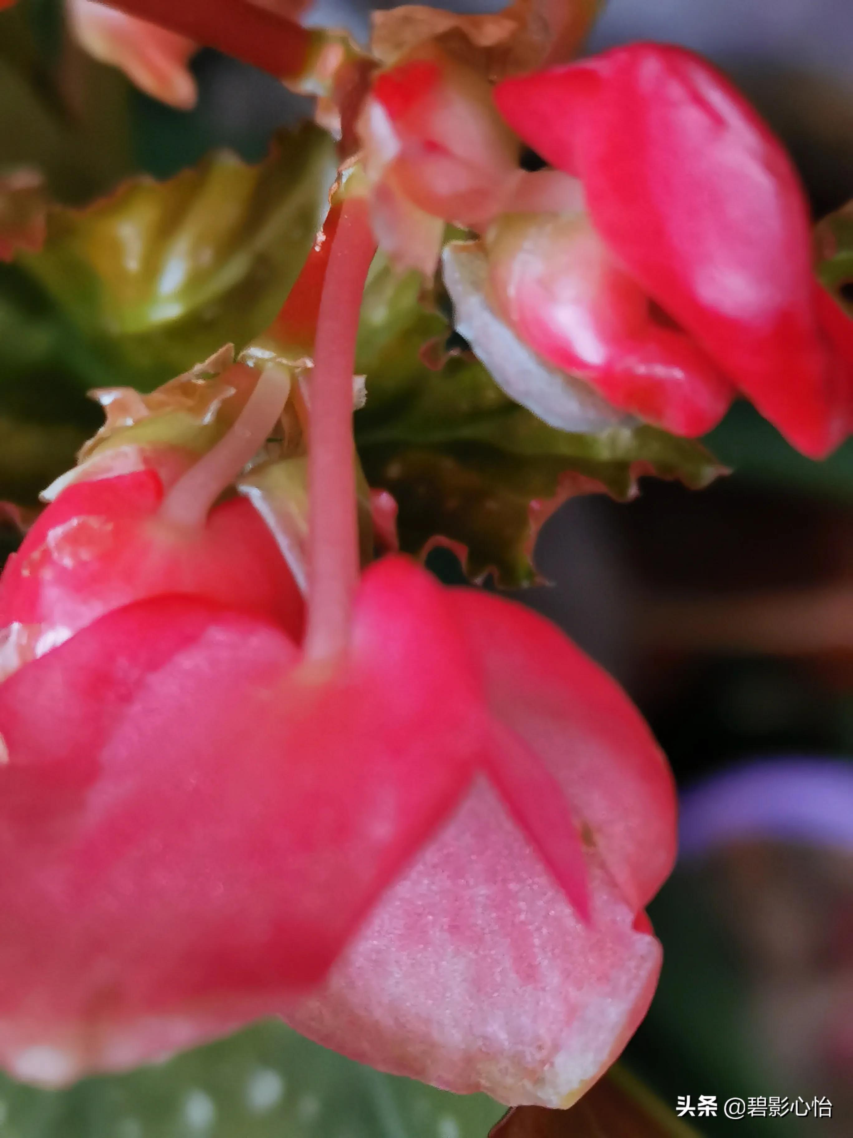 竹节海棠怎么养又粗又壮,竹节海棠怎么养叶片又宽又大