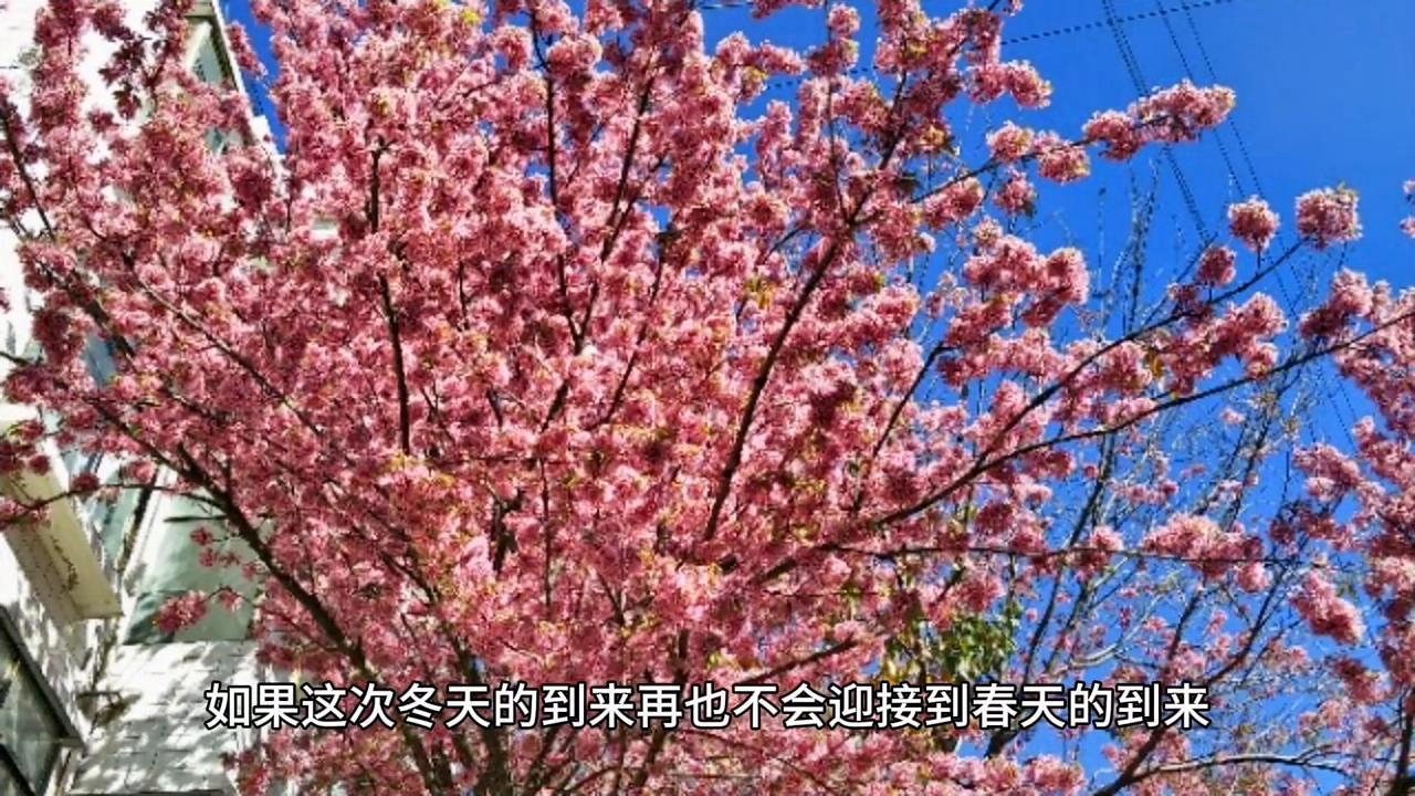 冬天来了你想做什么,如果冬天来了怎么办