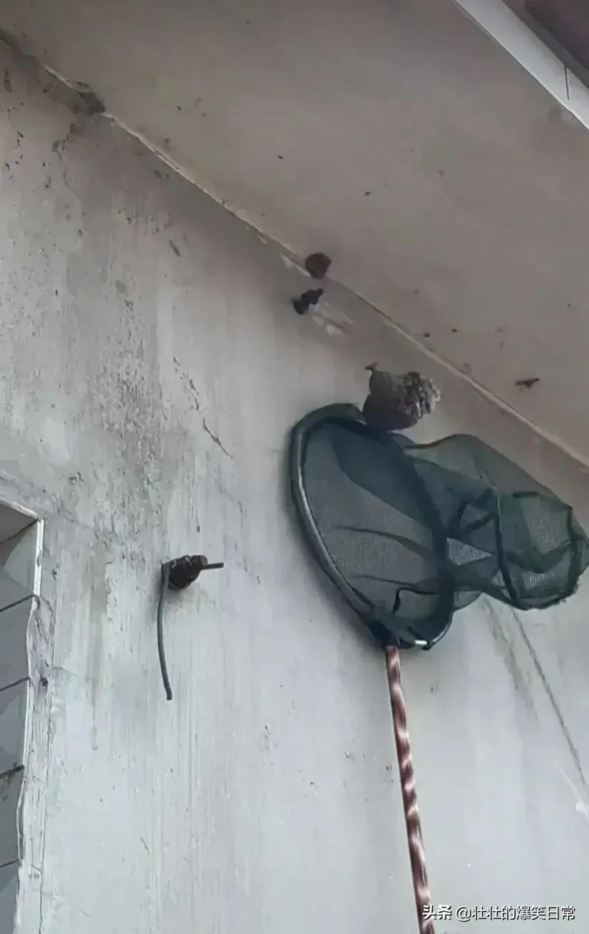 狮子魔性的笑声笑死人,狮子搞笑片