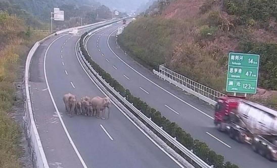 唾液含剧毒的五爪金龙现身云南,云南现两种极危物种五爪金龙