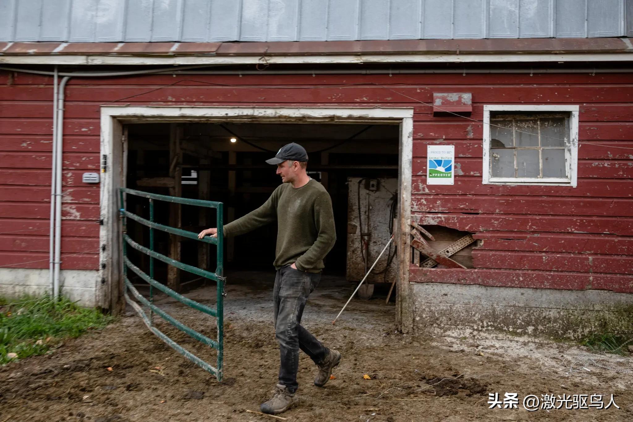 奶牛一生的辛酸悲惨史,奶牛场对待奶牛残暴吗