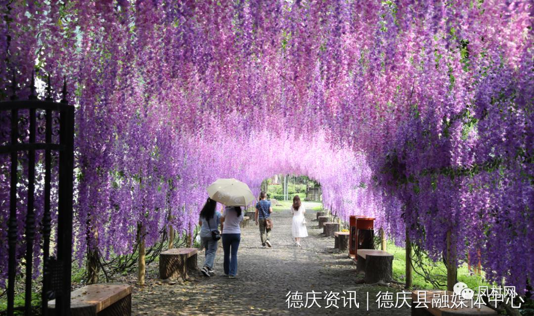 德庆盘龙峡薰衣草基地图片,德庆盘龙峡薰衣草园门票
