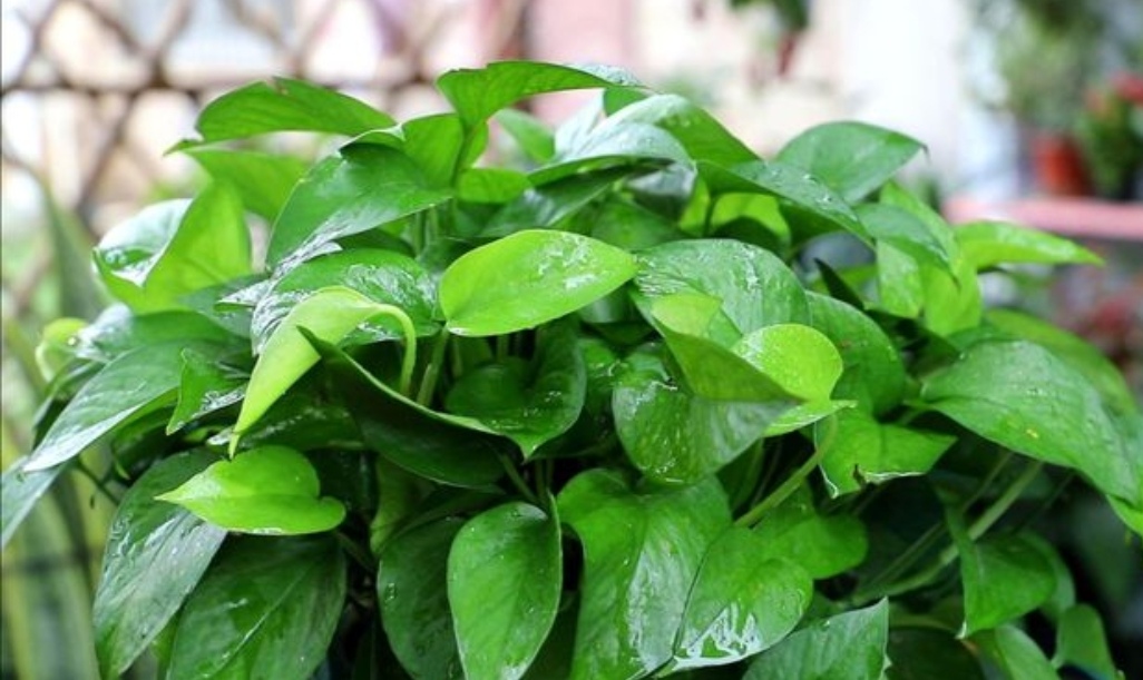 天冷绿萝蔫了怎么办,天冷绿萝能浇水吗