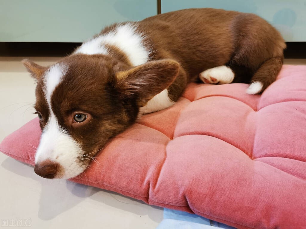 怎么保护小型犬幼犬身体,宠物犬饲养及防疫保健的注意事项