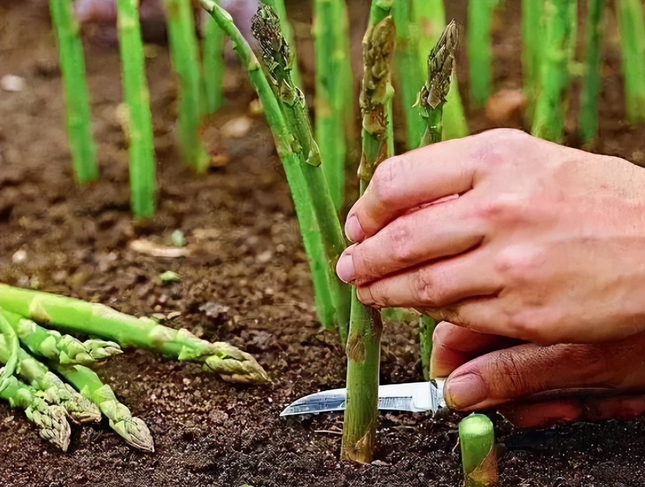 阳台种芦笋怎么养才能长得快,阳台适合栽什么样的芦笋