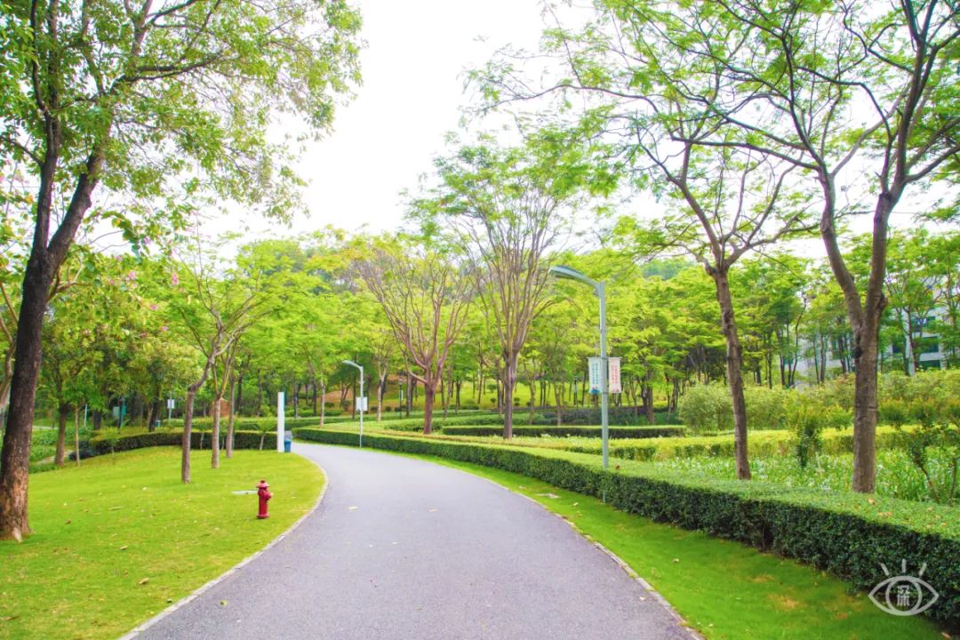 深圳九条最美绿道图片,这些深圳绿道骑出你的美