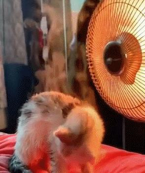 冬天家用电暖器哪种好,寒冬必备3秒速热暖风机