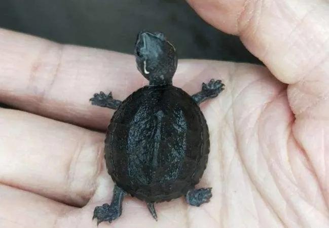 麝香类的龟哪个便宜,麝香龟哪个品种最便宜