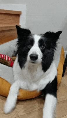 边境牧羊犬你真的了解吗,盘点边境牧羊犬的聪明行为