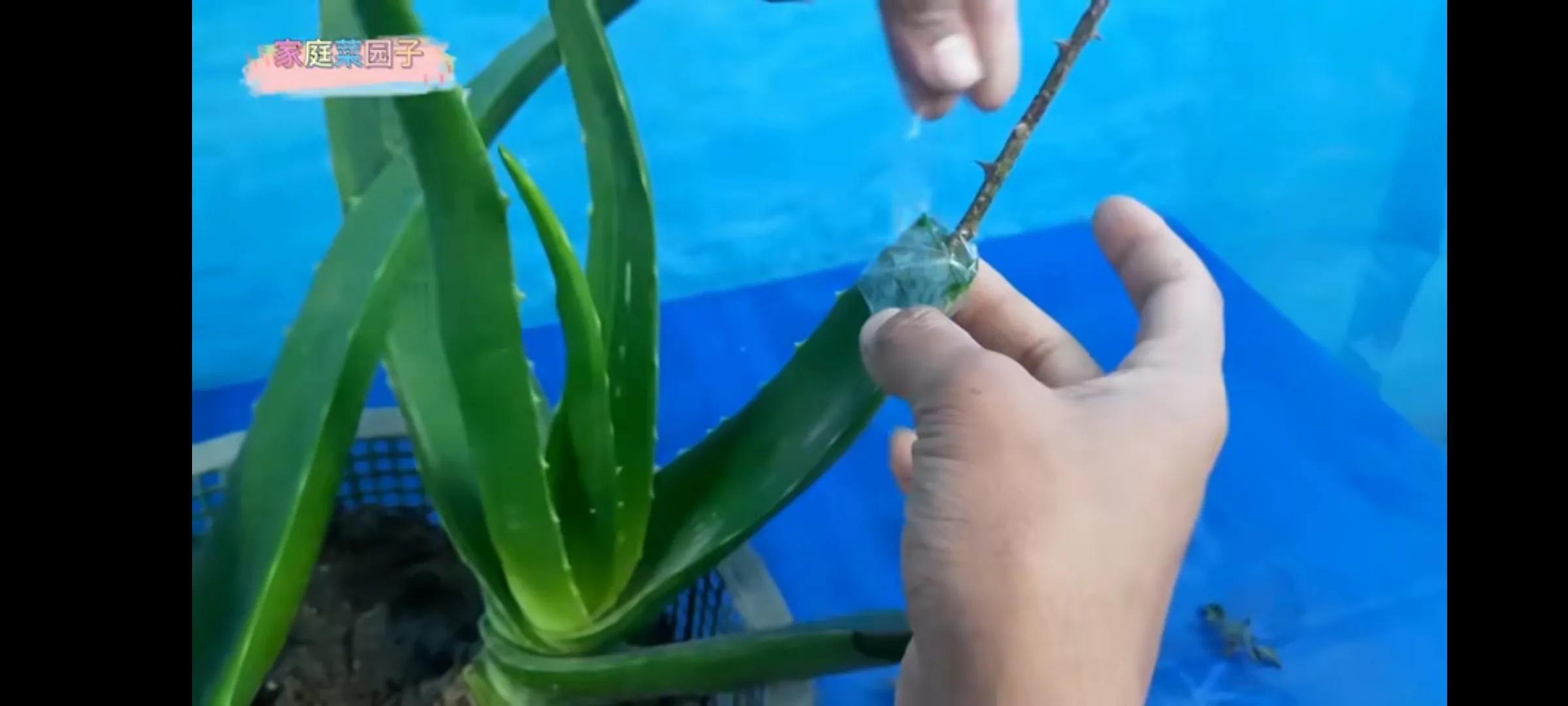 视频造假，万物皆可插，老脸不要了。