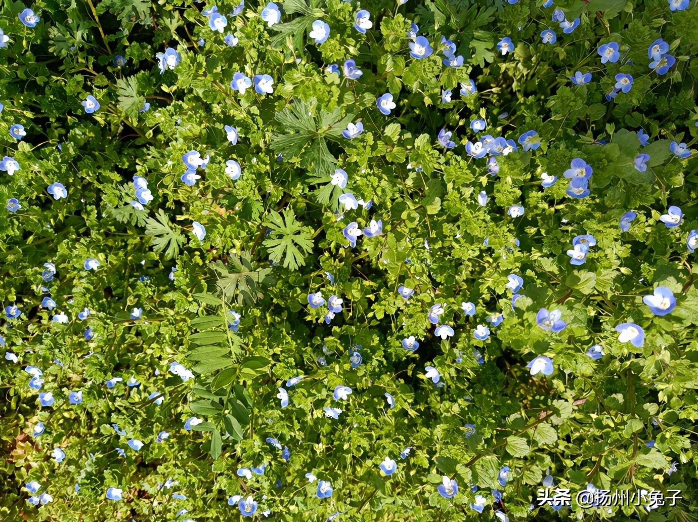 花花草草迎春来,花花草草生机勃勃