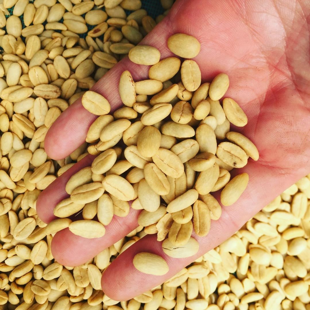 品种｜朝见波旁王朝