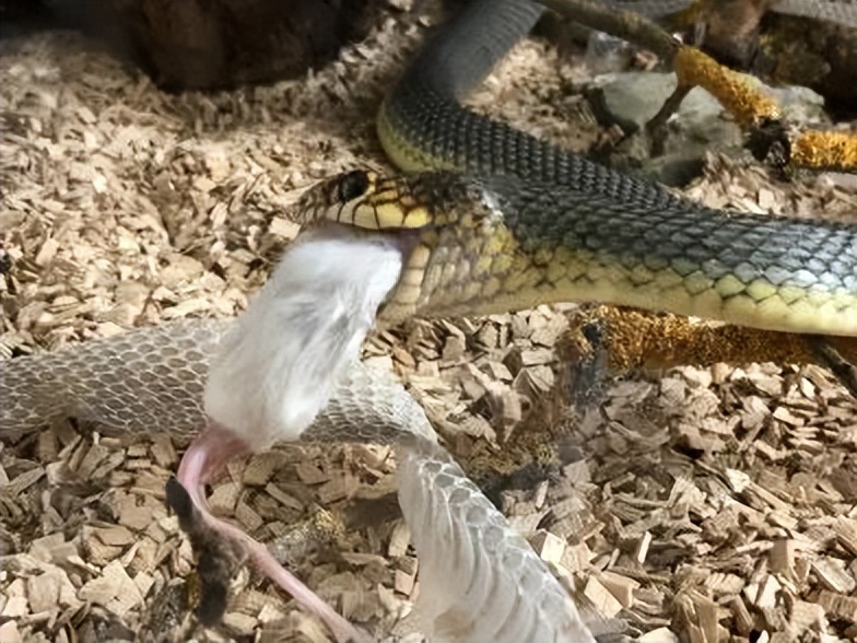 「原来欧洲有这么多种蛇？！」偷师卡塞尔的豢龙大师·下