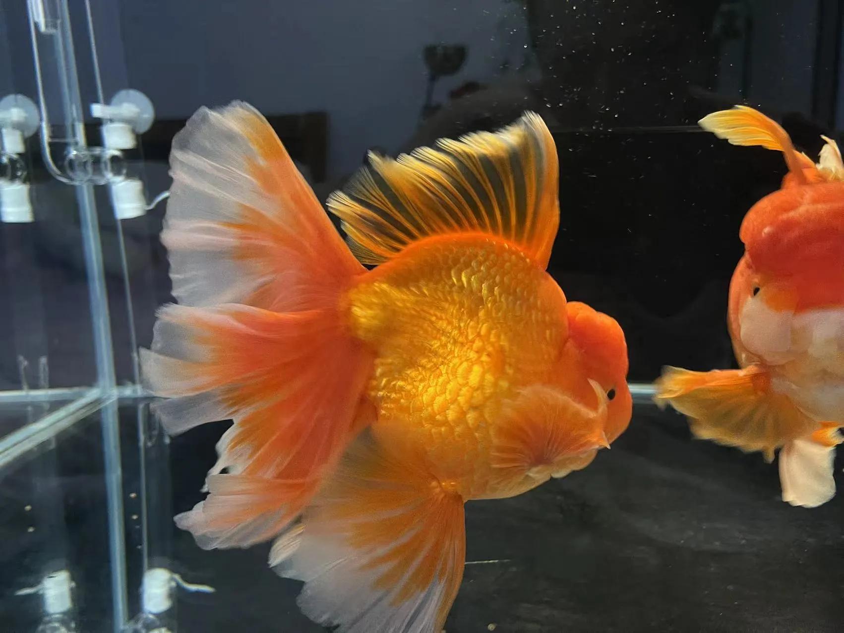 养金鱼的十大注意事项,养金鱼有哪些基本知识