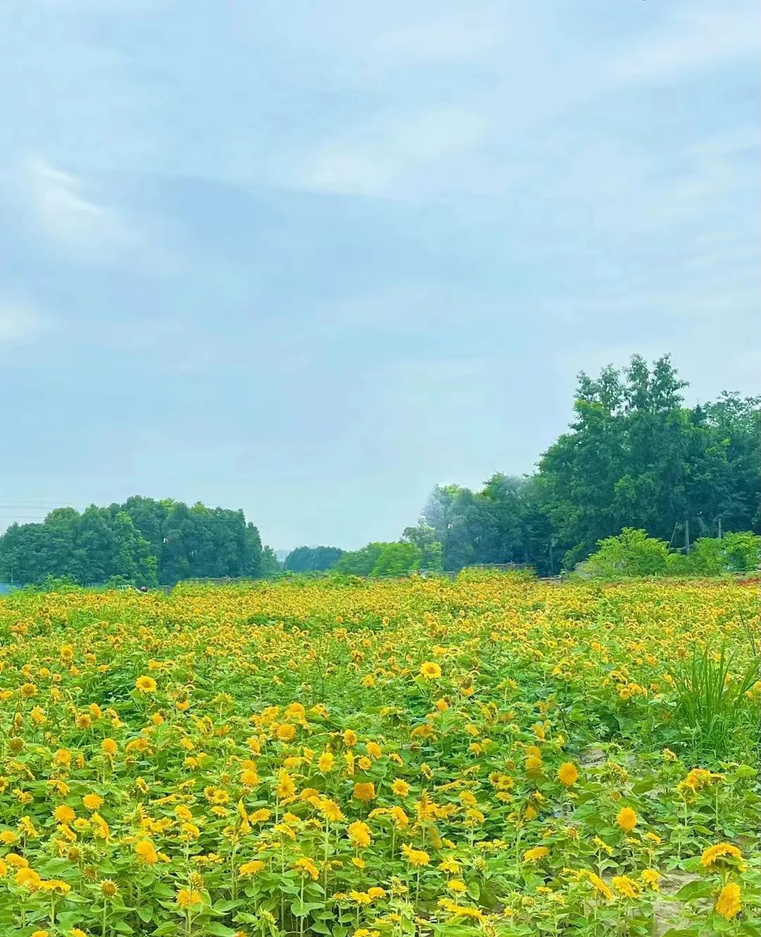 成都向日葵,成都免费看向日葵的地方在哪里呢