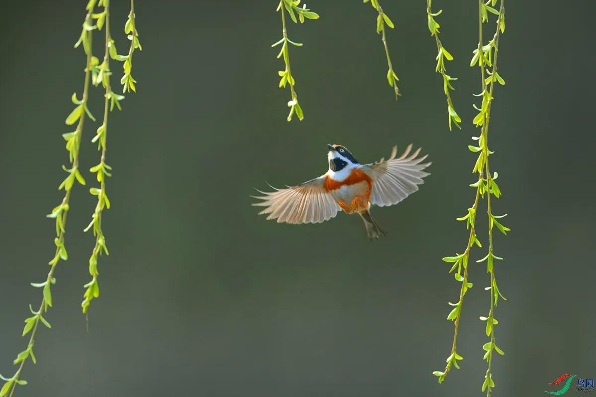 今年第一次立春和除夕有什么区别,今日立春节气准确吗