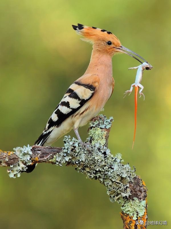 35张悲惨动物照：悲惨小象被捕兽夹弄断鼻子，章鱼被塞进西瓜做菜