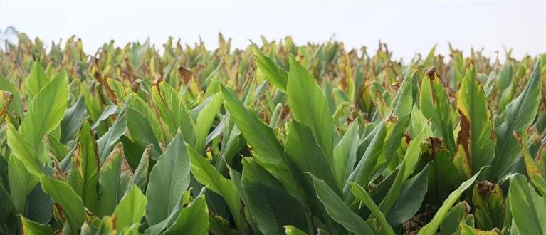 海南省的产值,海南13个重点园区产值