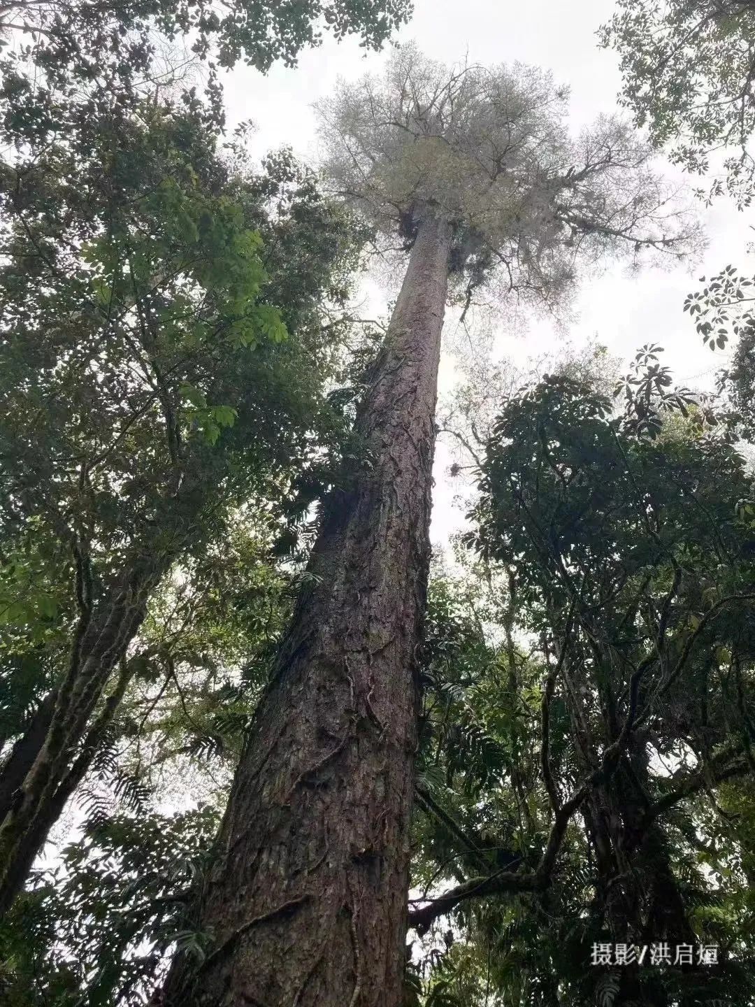 西藏林芝八一镇志愿者报名,西藏林芝怎么报名志愿者