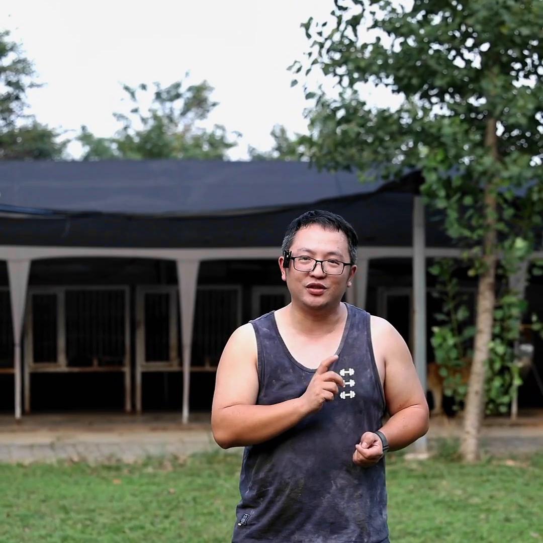 秋田犬小知识第三十一期：当您的秋田犬和别的狗狗打架，该...