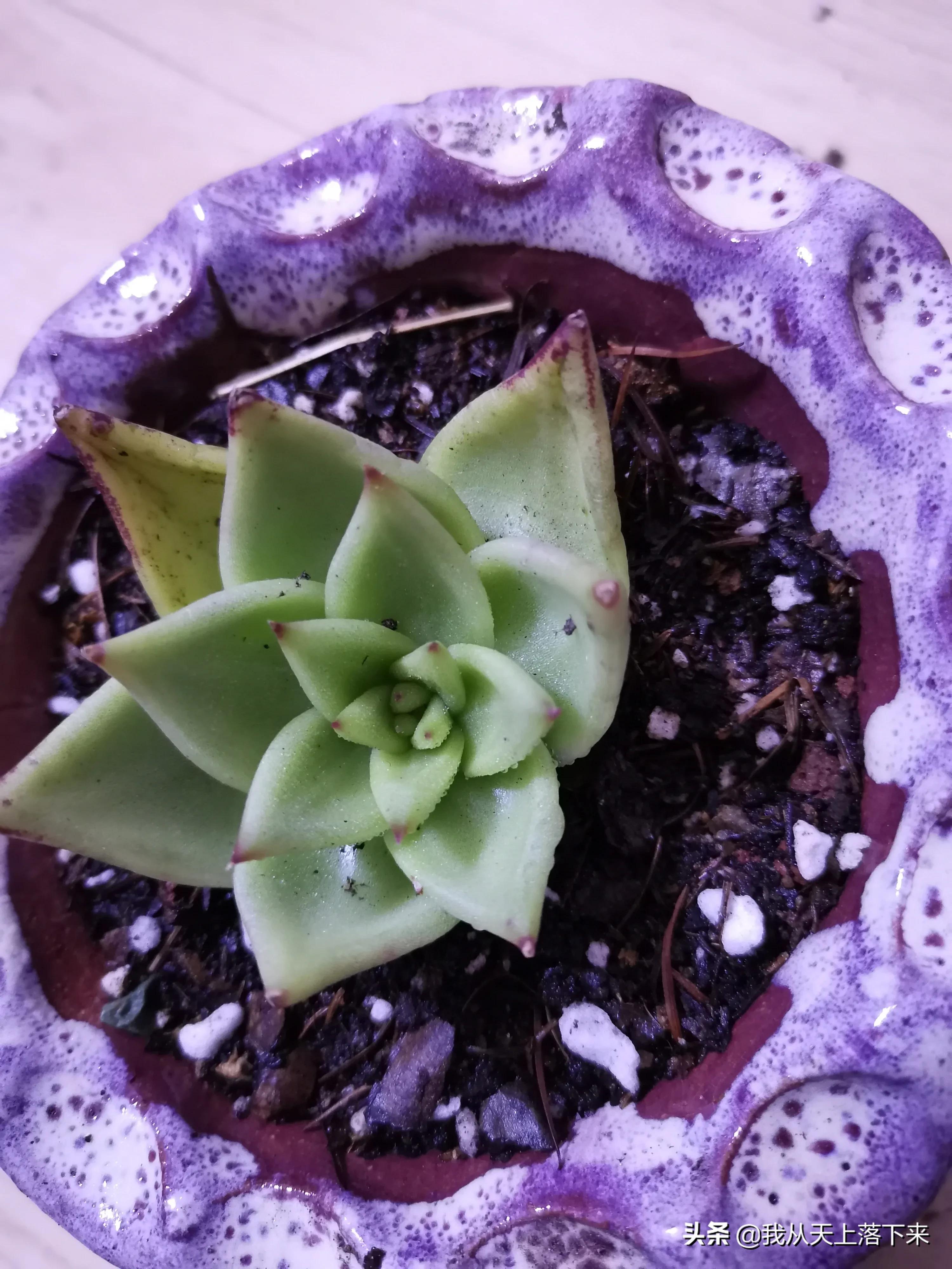 多肉品种及图片大全欣赏,多肉品种辨别图片大全欣赏