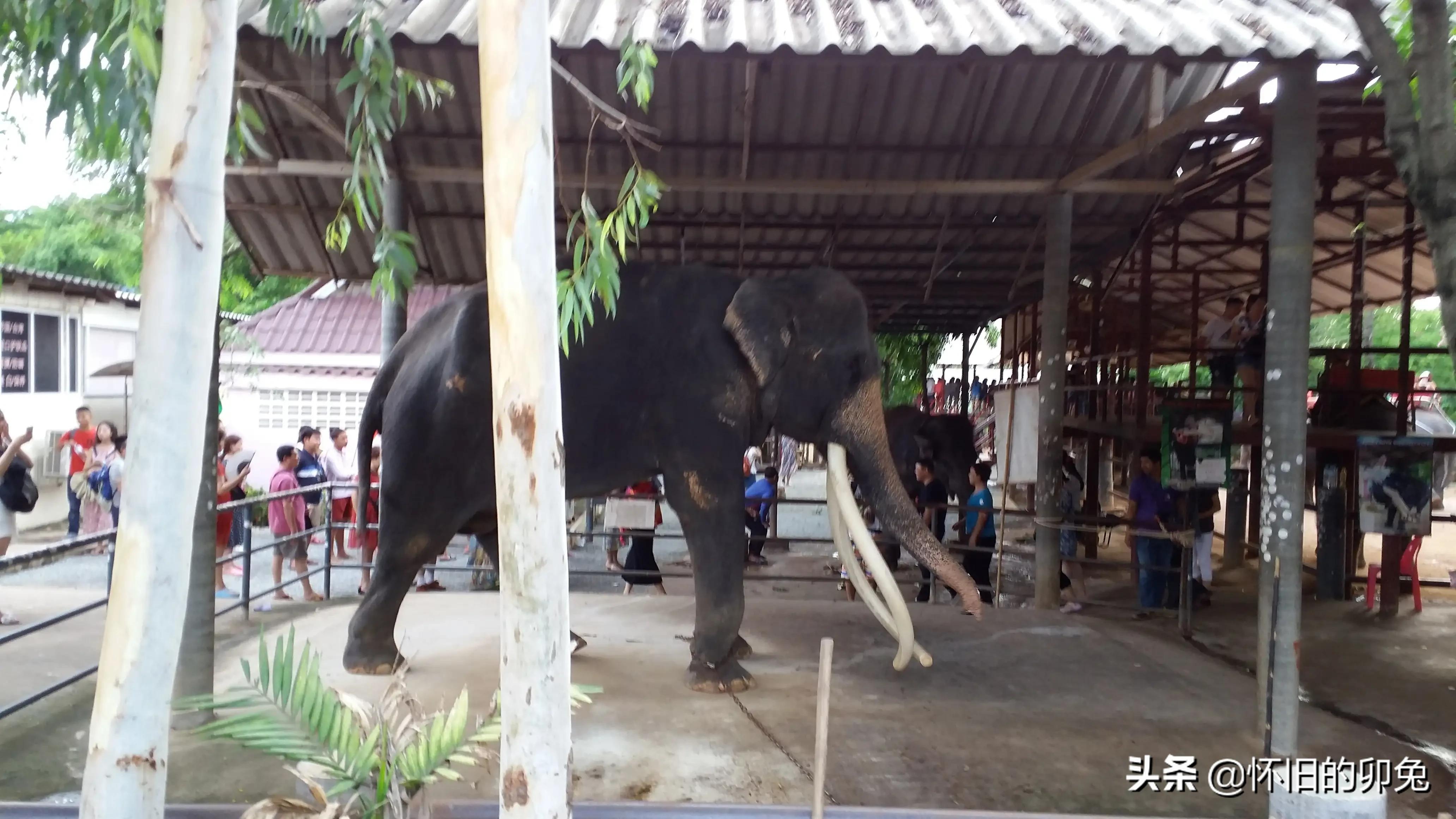 出境游泰国热度仍居前列,独自出国旅游泰国