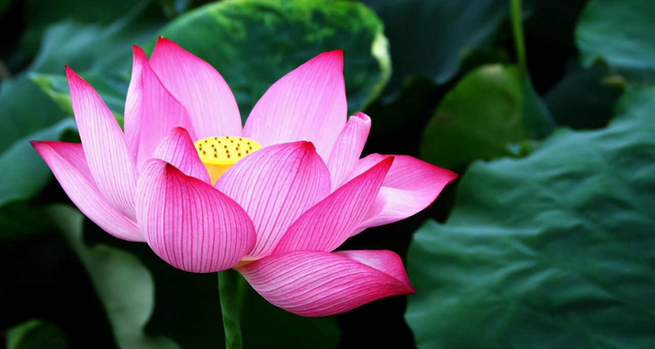 夏日荷花的唯美句子,荷花的唯美意境句子