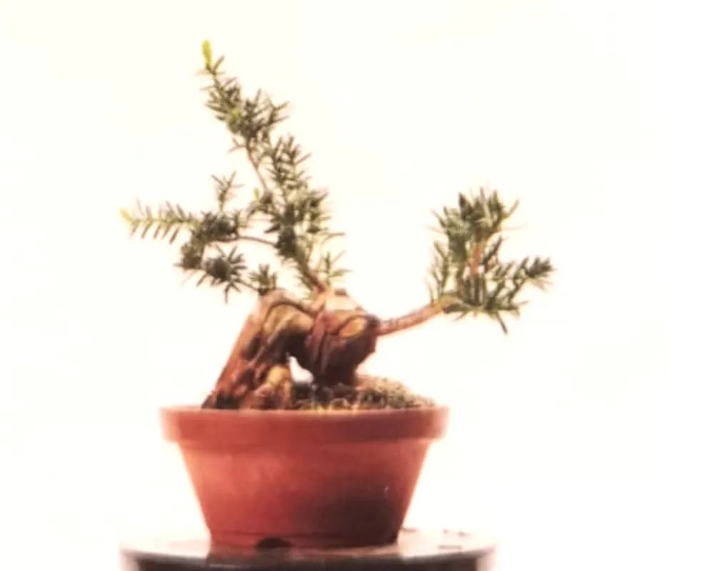 舍利红豆杉盆景,红豆杉老桩盆景怎么修剪