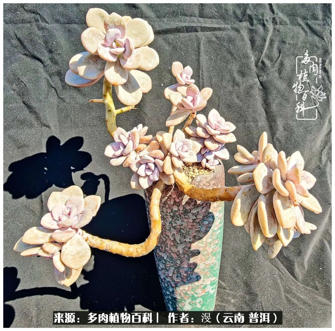 云南的冬天没有云！养肉七年，不谈得失，只论陪伴！