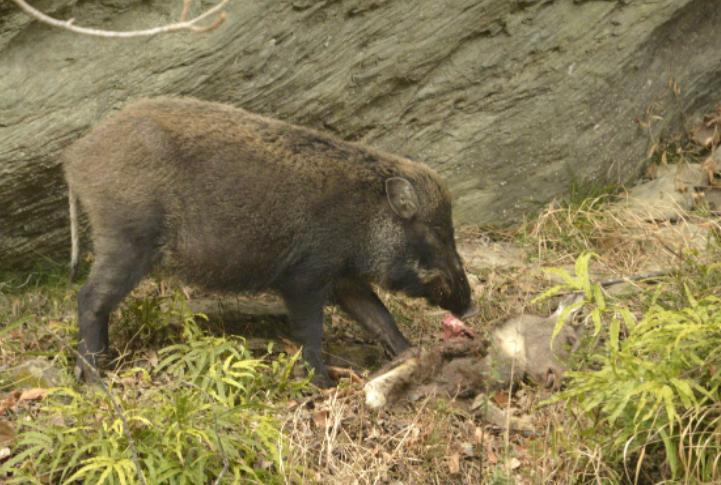 鏉戞皯鎶婄唺褰撶嫍鍏讳簡涓夊勾,琚潙姘戞敹鍏荤殑鐔婂唇