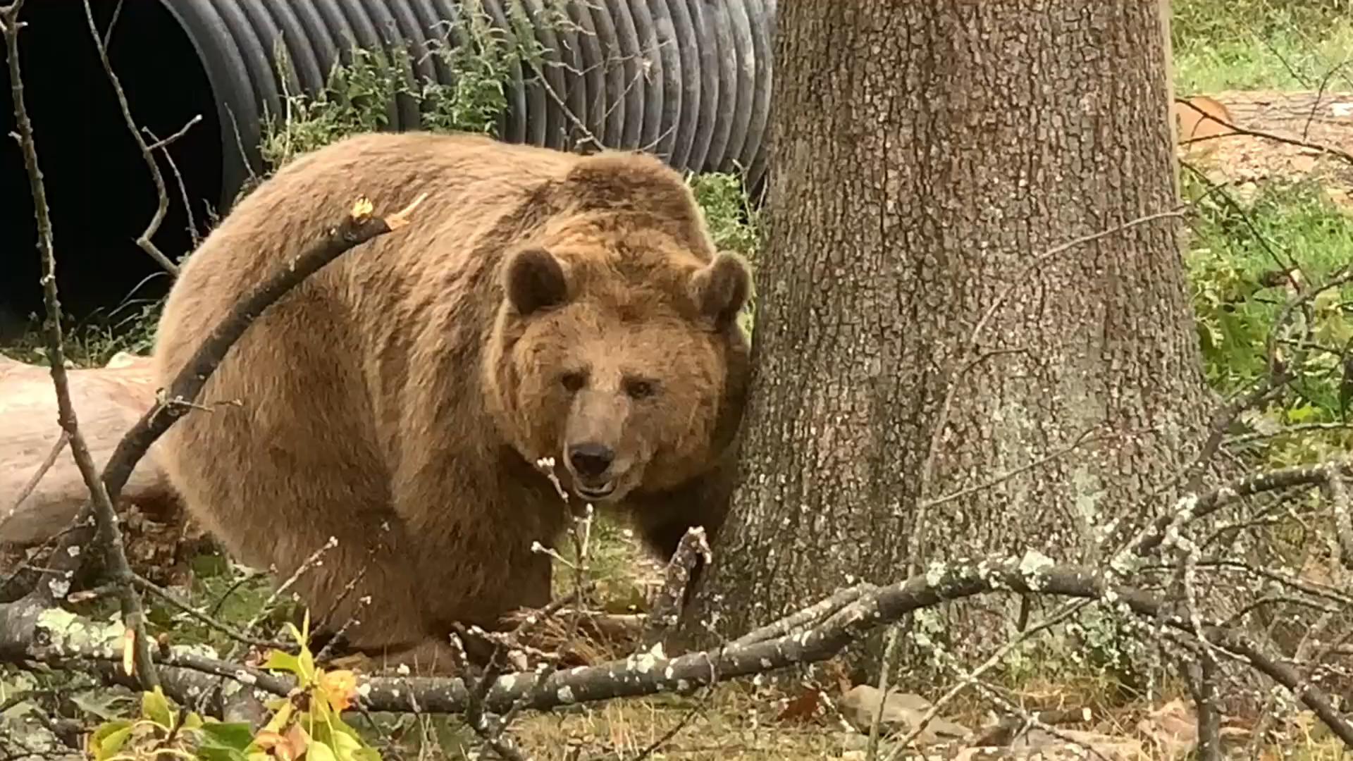 东北虎和东北棕熊谁厉害,东北虎和棕熊体重相同谁厉害