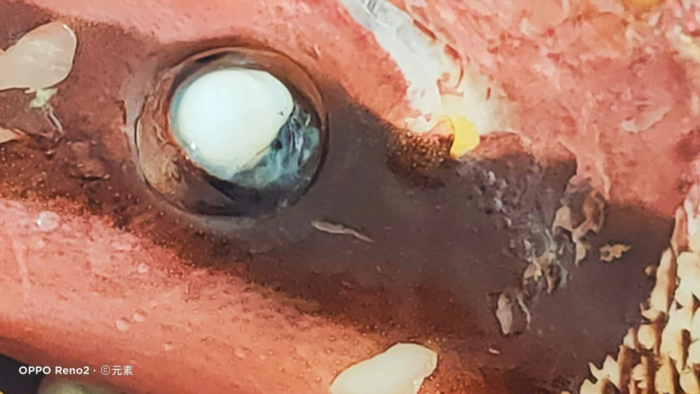 海南最受欢迎的鱼,海南岛好吃的鱼有几种