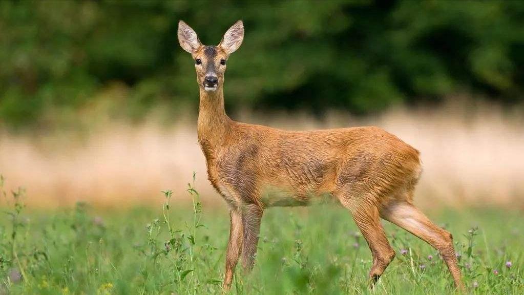 世上最萌的动物考拉,最懒的动物考拉