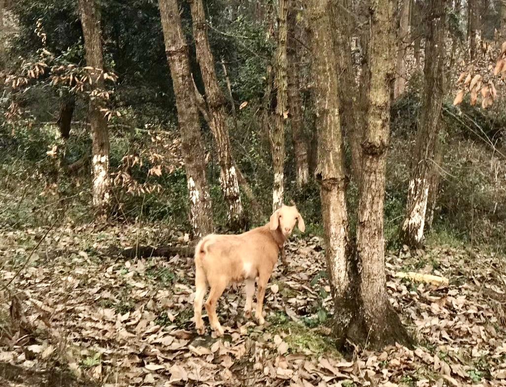 重庆长寿周围赏花旅游景点,重庆长寿旅游景点攻略