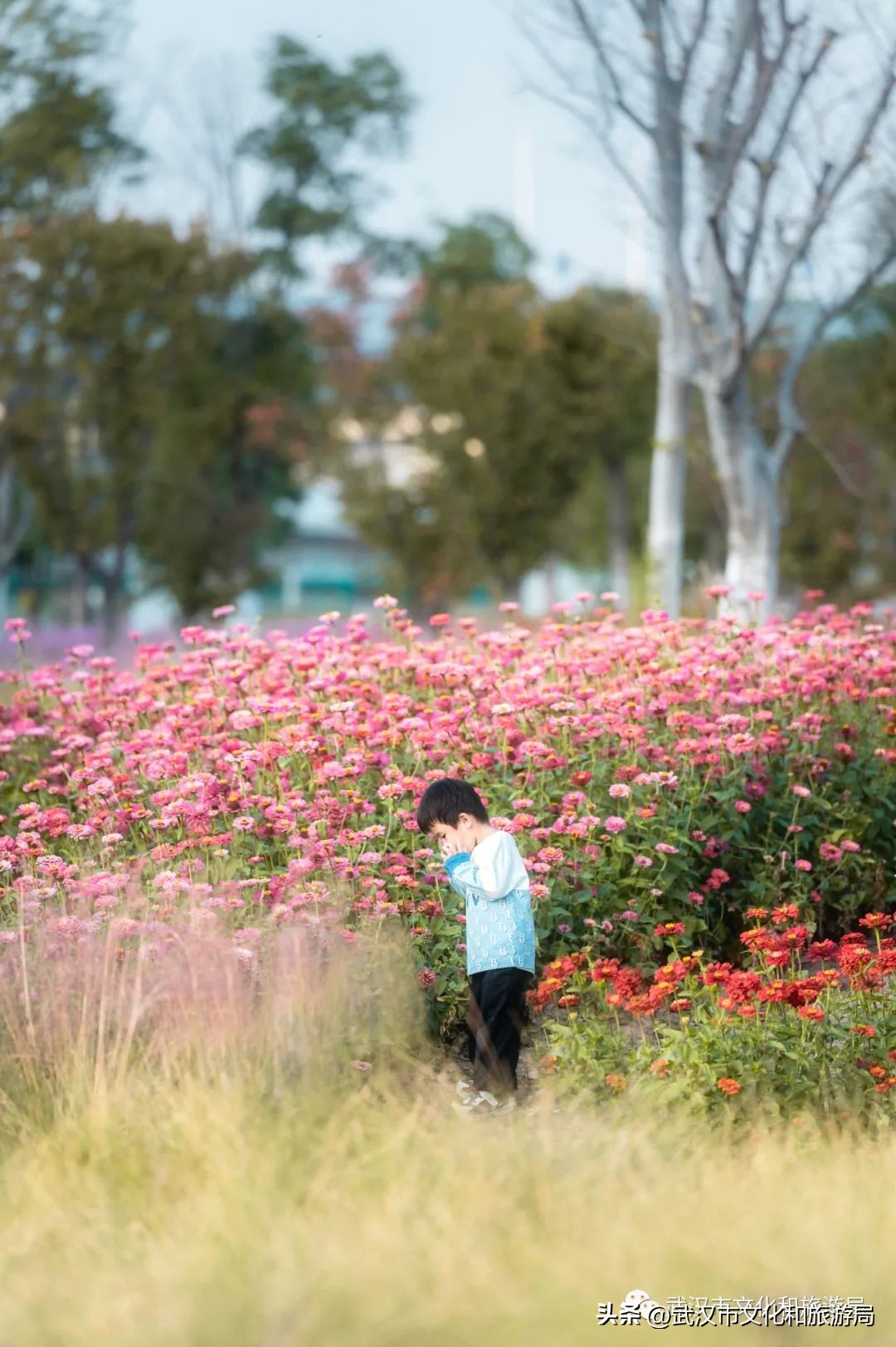 汉口江滩即将迎来百亩花田花海,汉口江滩紫色花海